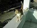 Gomer the cat - 3.jpg
